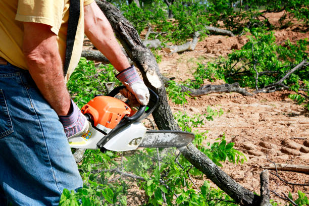 Jal, NM Tree Services Company